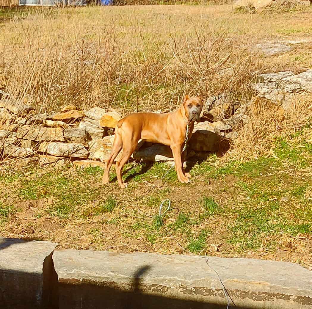 Cane Corso Puppies image 6