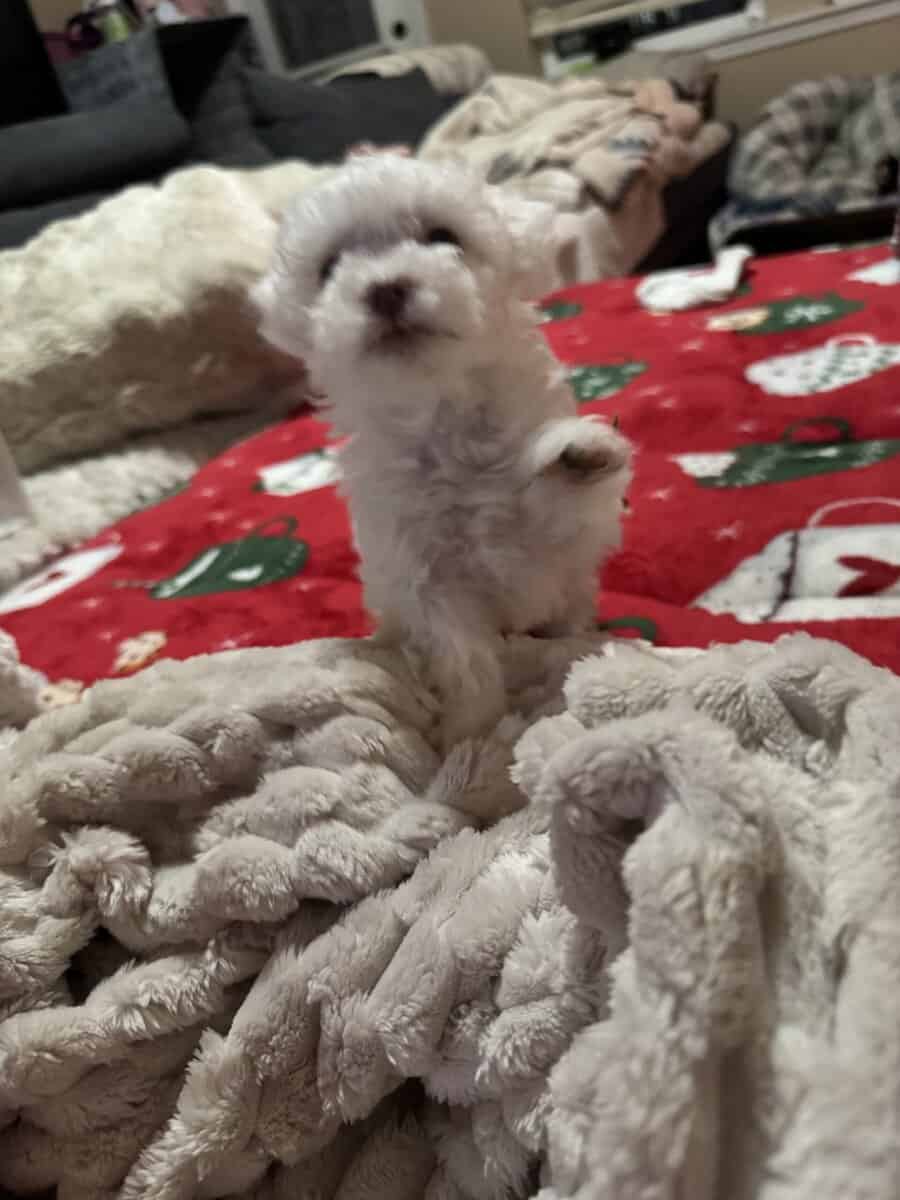 Maltipoo puppy image 4