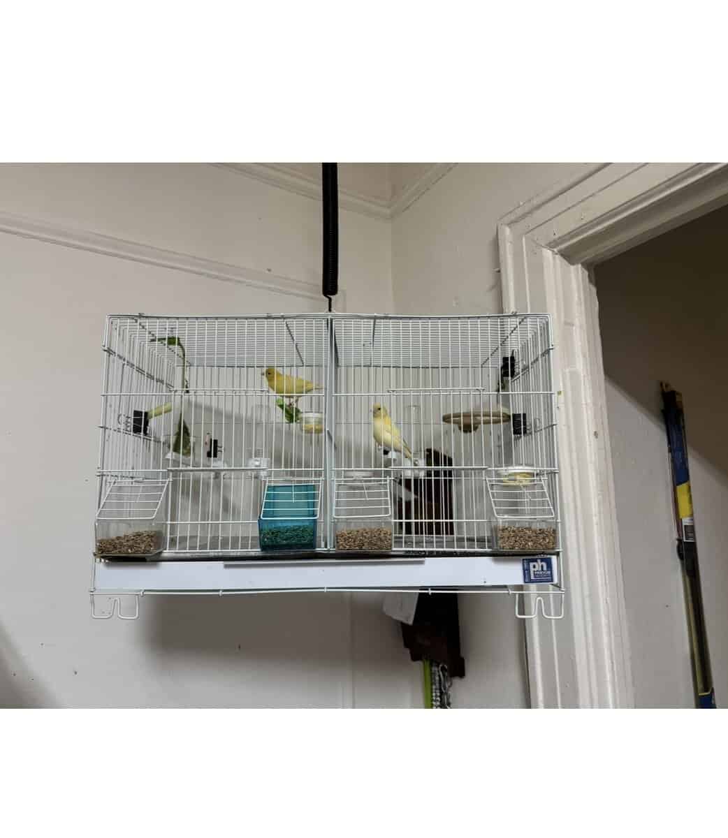 Canaries image 1