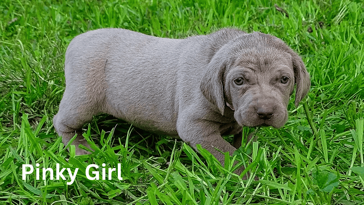 Weimaraner Puppies image 3