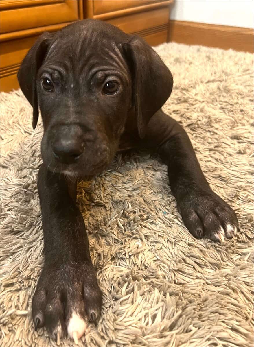 AKC PUREBRED GREAT DANE PUPPIES IN NORTH DAKOTA image 4