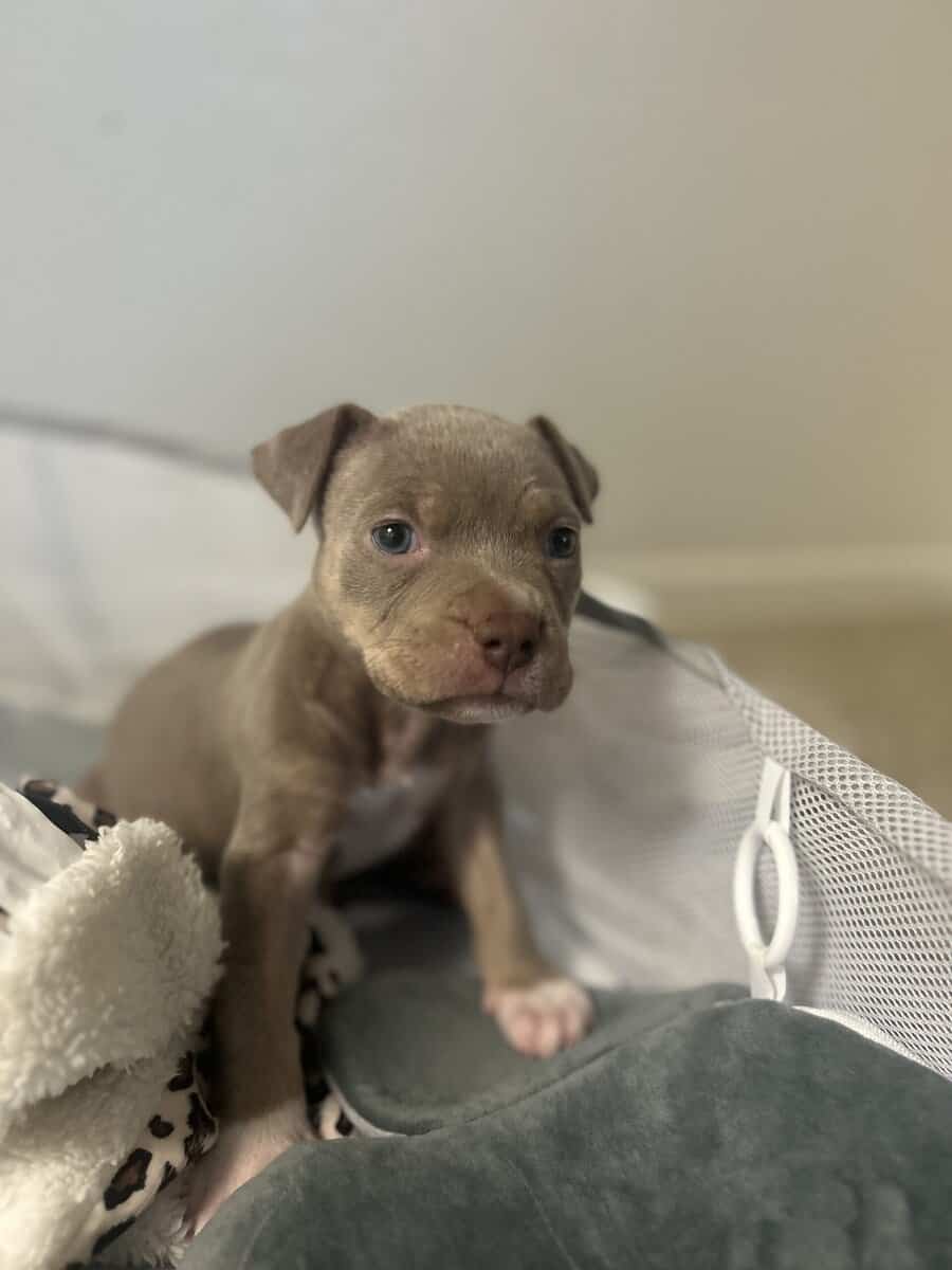 Puppy for sale Say hi to Denim image 4