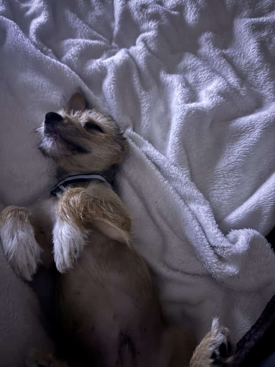 Chorkie male puppy image 6