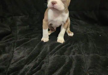 Boston Terrier male puppy