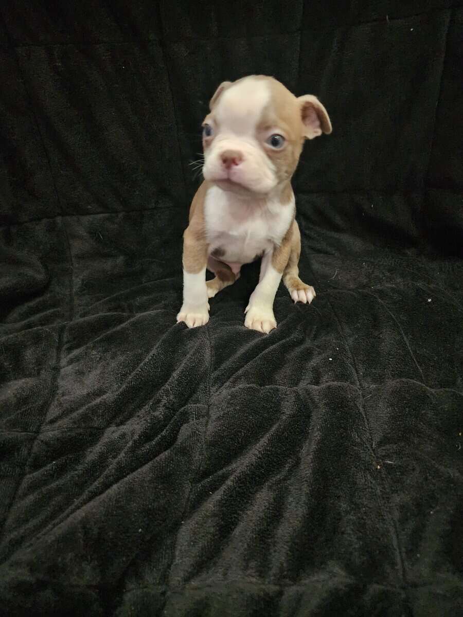 Boston Terrier male puppy image 1