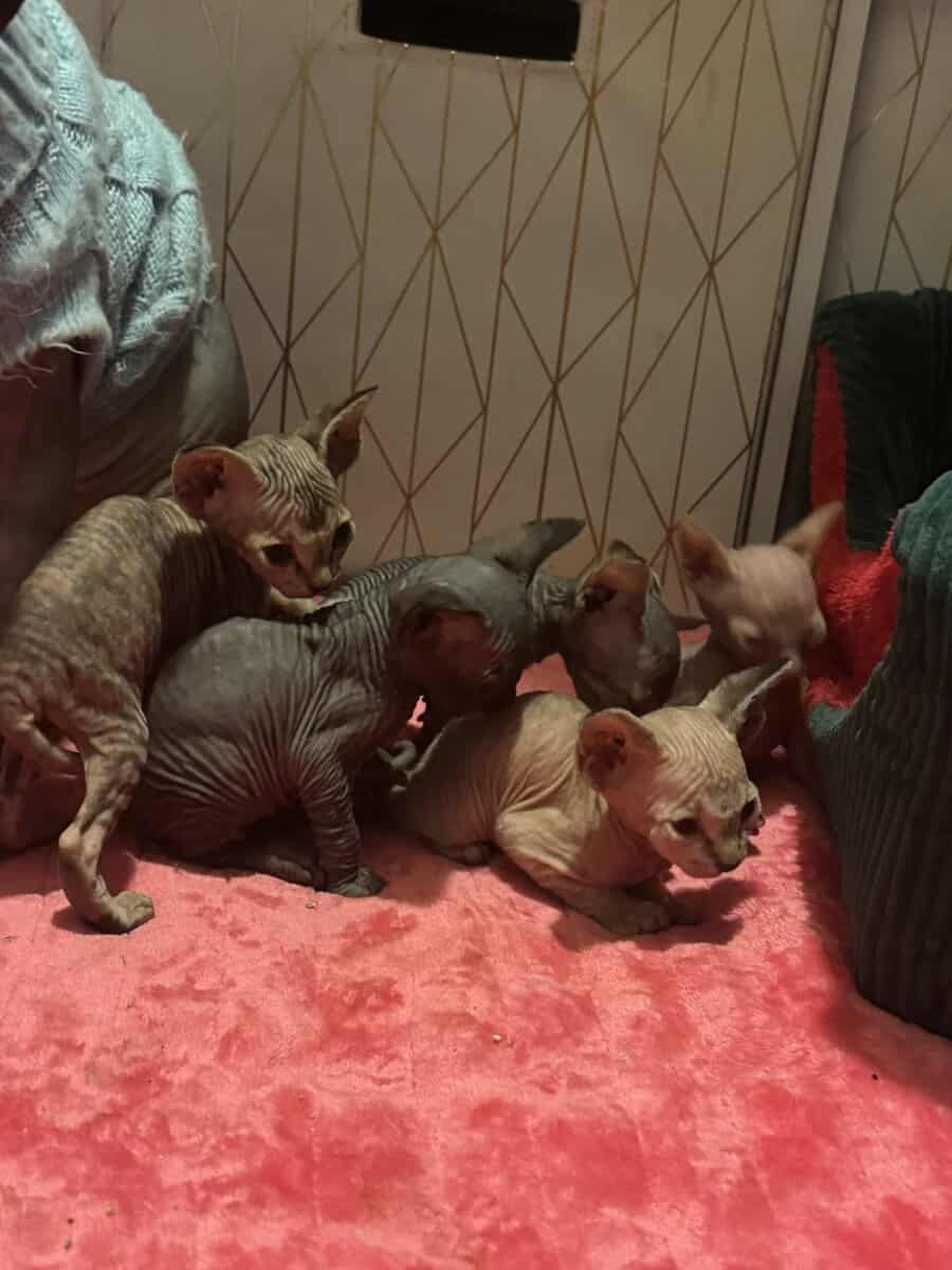 Sphynx kittens image 2