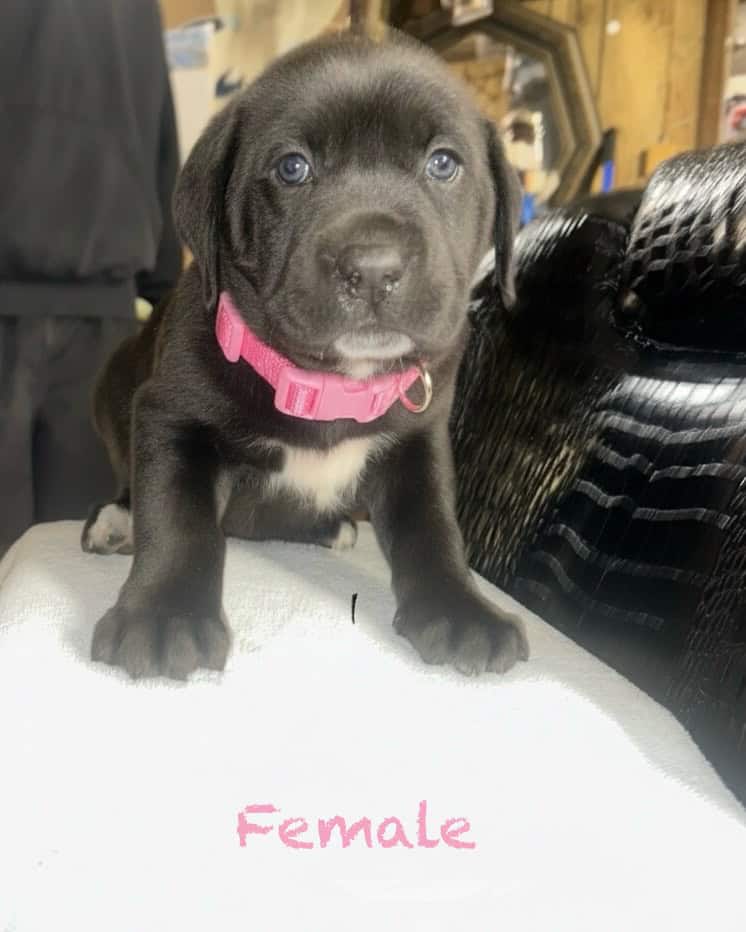Cane Corso Pups For Sale image 6