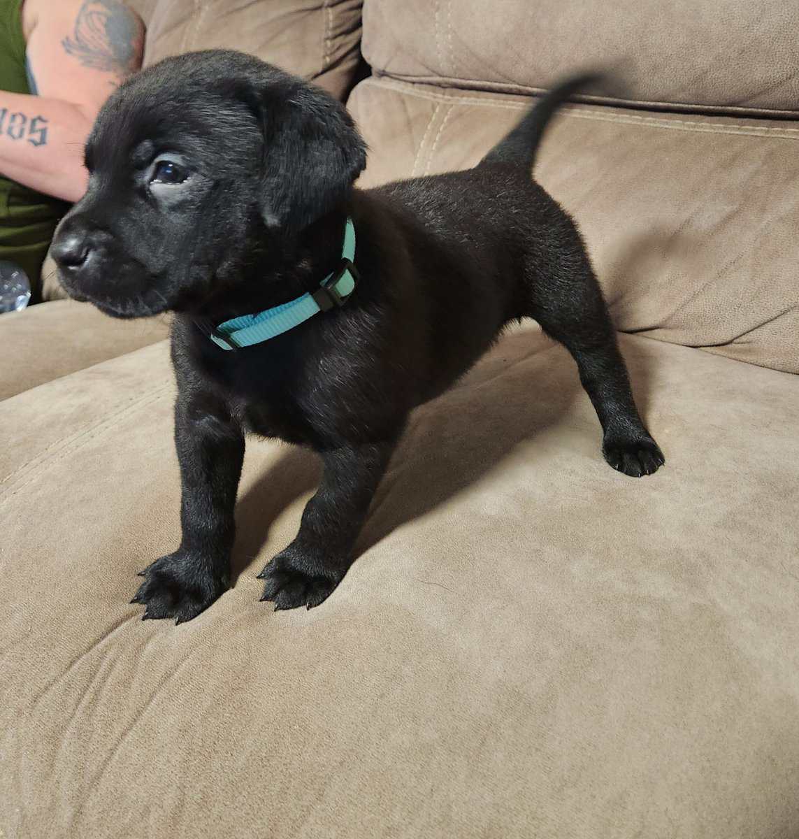 Rottweiler/Weimaraner Mix Puppies image 1