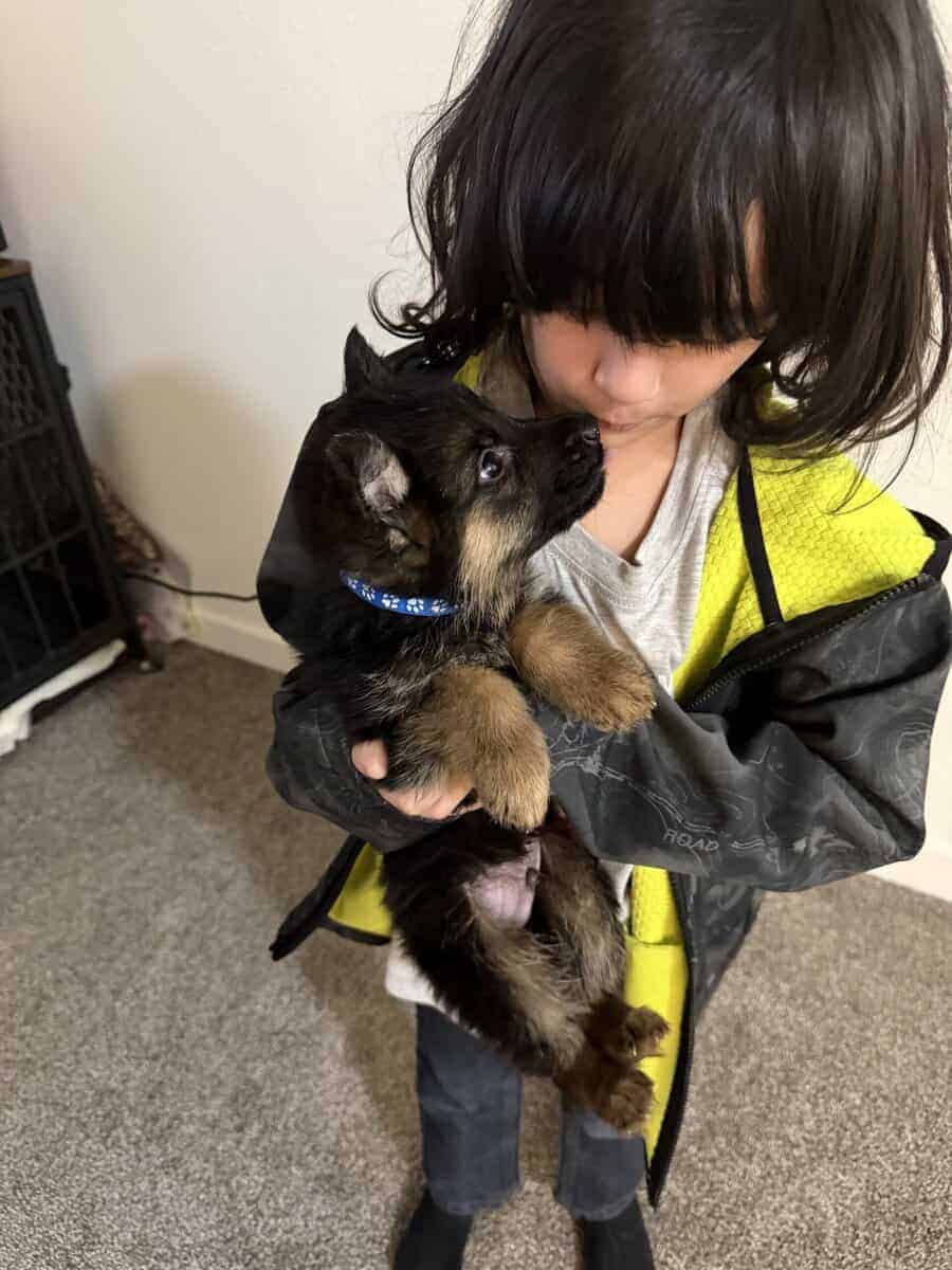 AKC German Shepherd puppies image 15