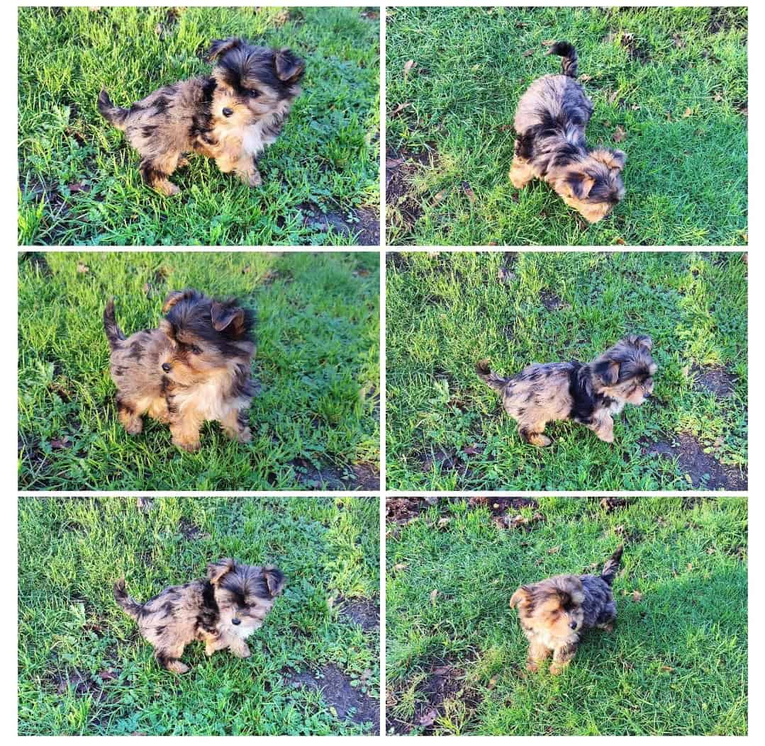 Yorkie image 4
