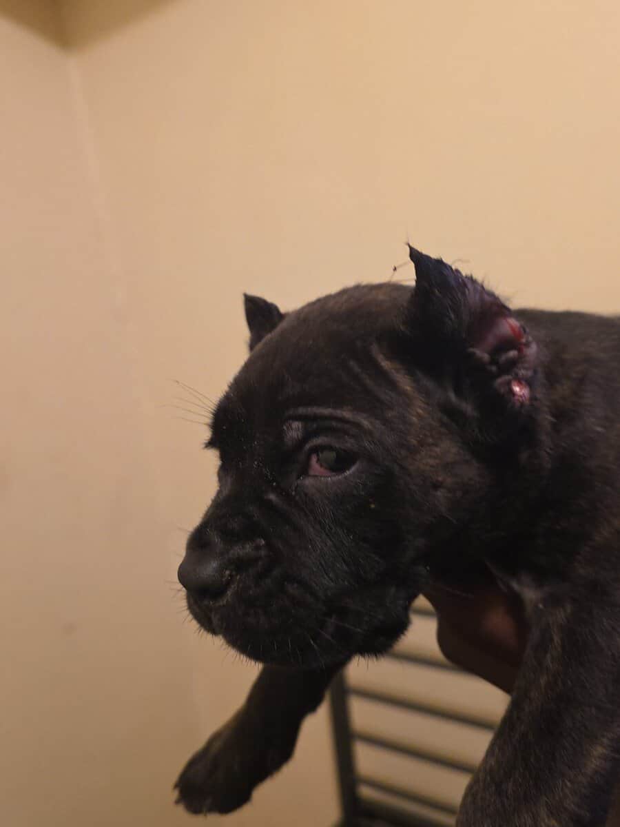 Cane corso puppies image 1