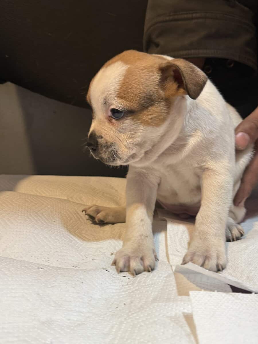 Stafforsdshire bull terrier the nanny dog image 9