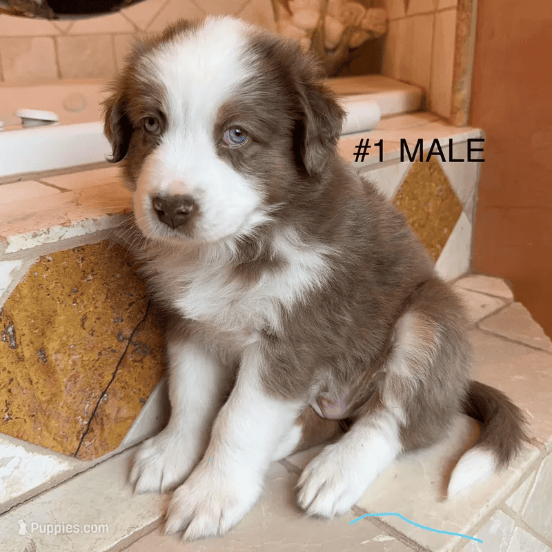 Beautiful Pure breed Aussie puppies image 7