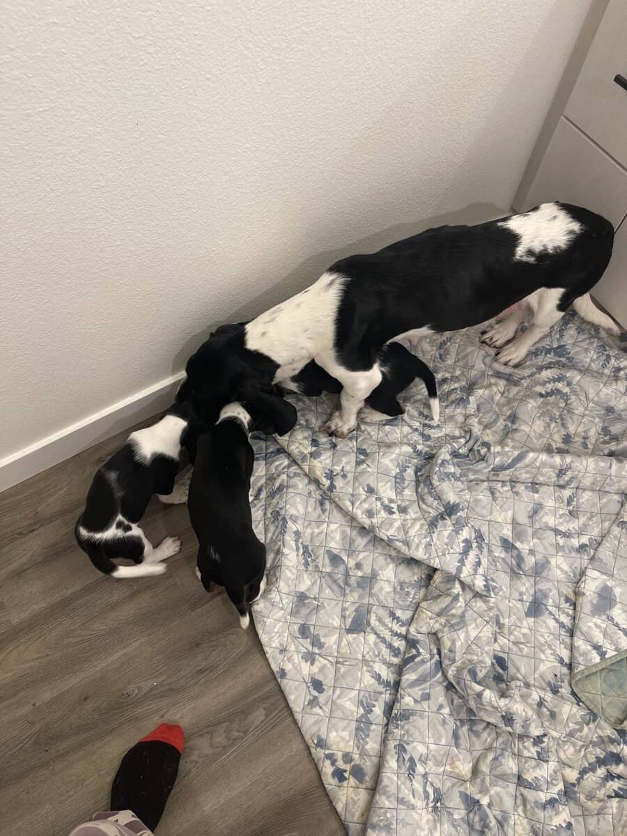 Bassett Hound Puppies image 3