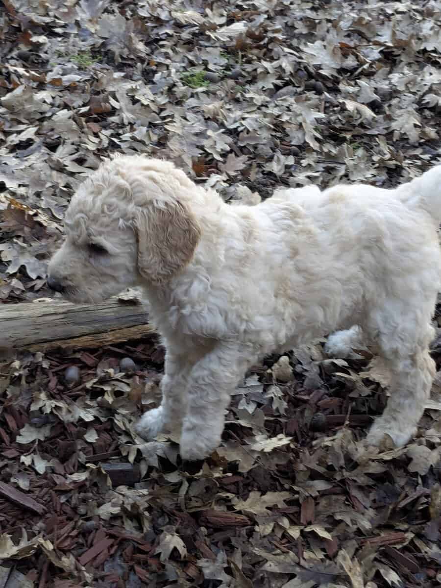Standard Poodle puppies image 2