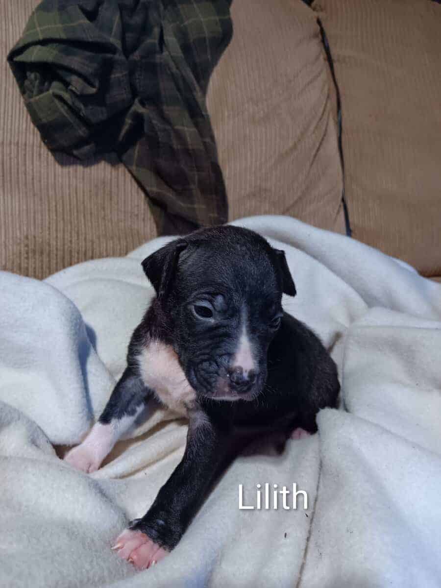 Pit bull puppies image 7