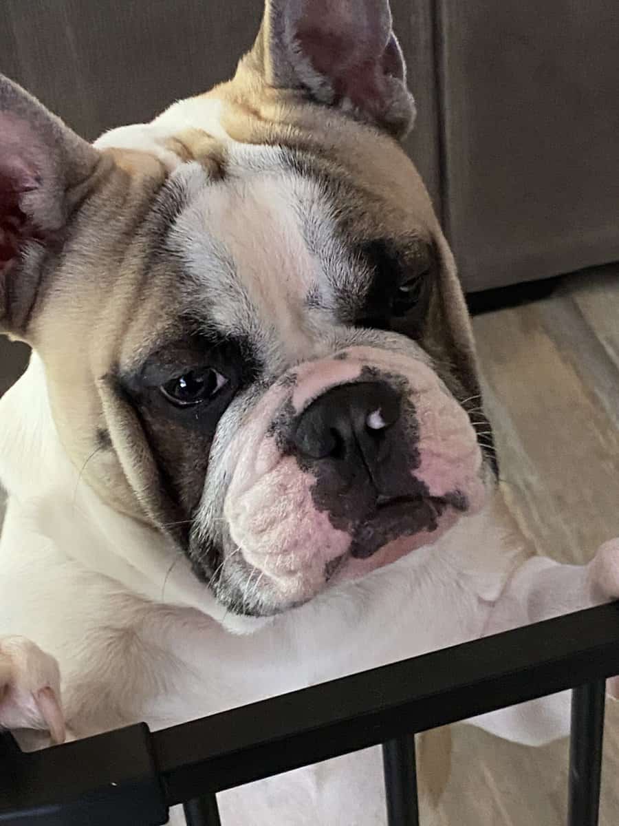 Male Frenchie 2.5 years old image 4