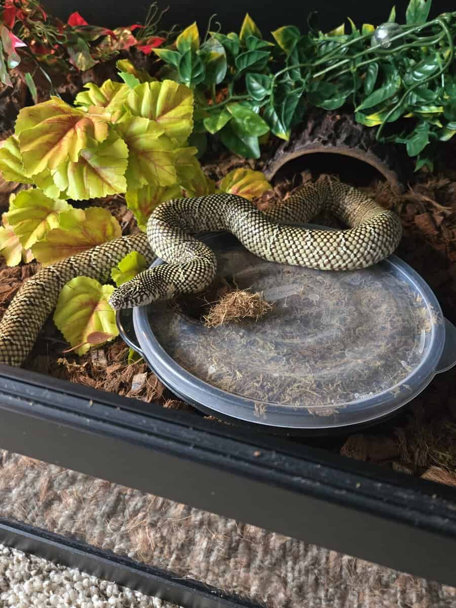 Kingsnakes image 2
