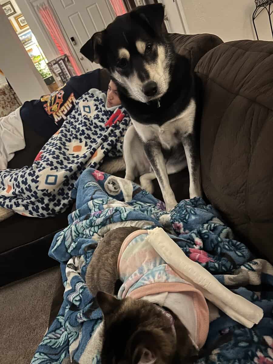 Husky/Lab needs a good home image 4