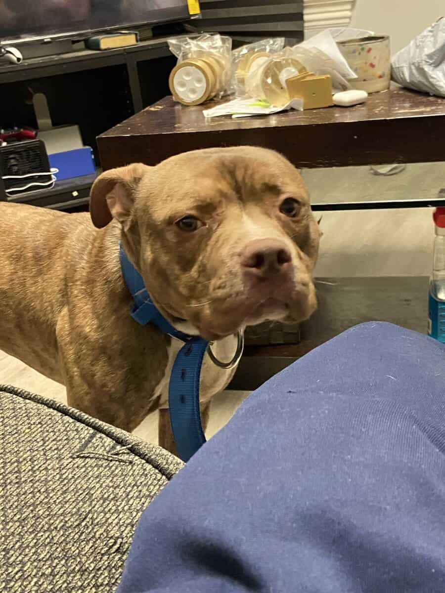 Rehome image 1