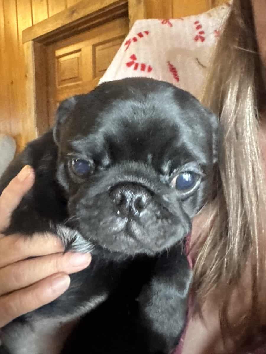Pug Puppies image 3