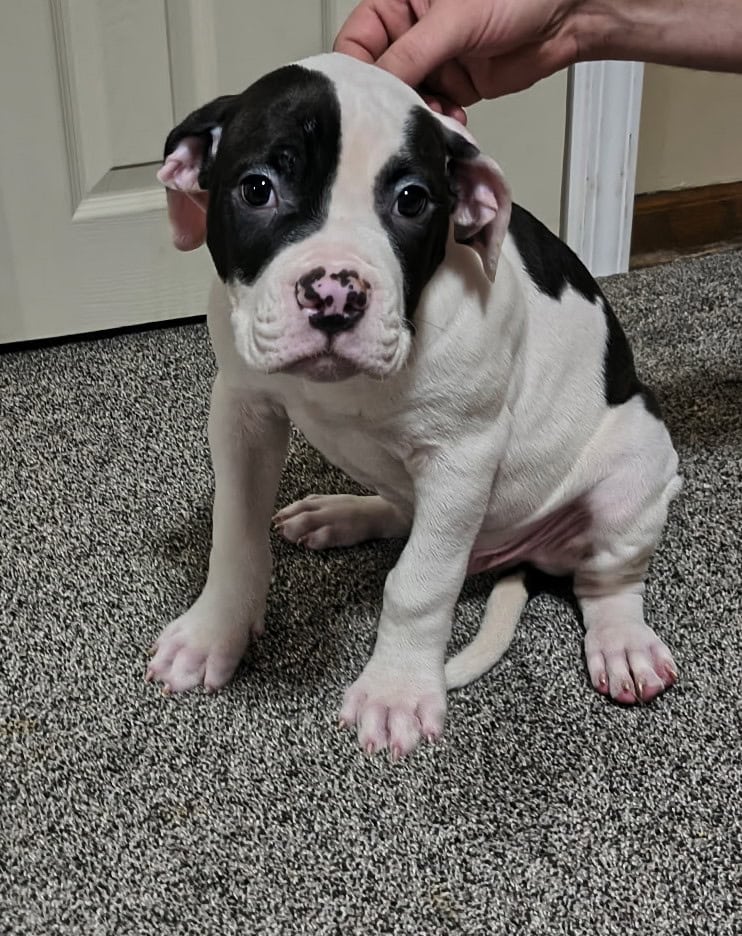 American Bulldog puppies image 10