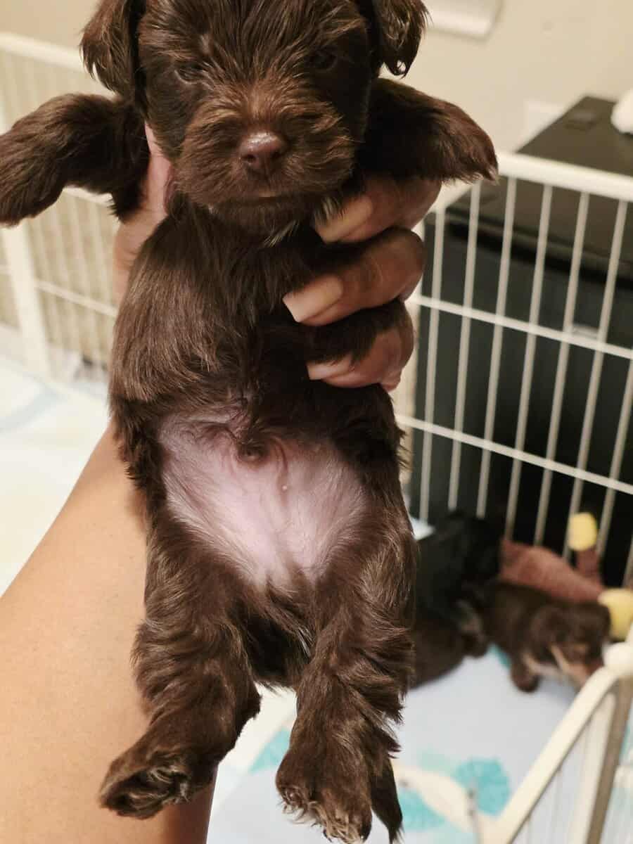 Yorkipoo Puppies 4 Sale- Ready to go home Feb.13❤️ image 2