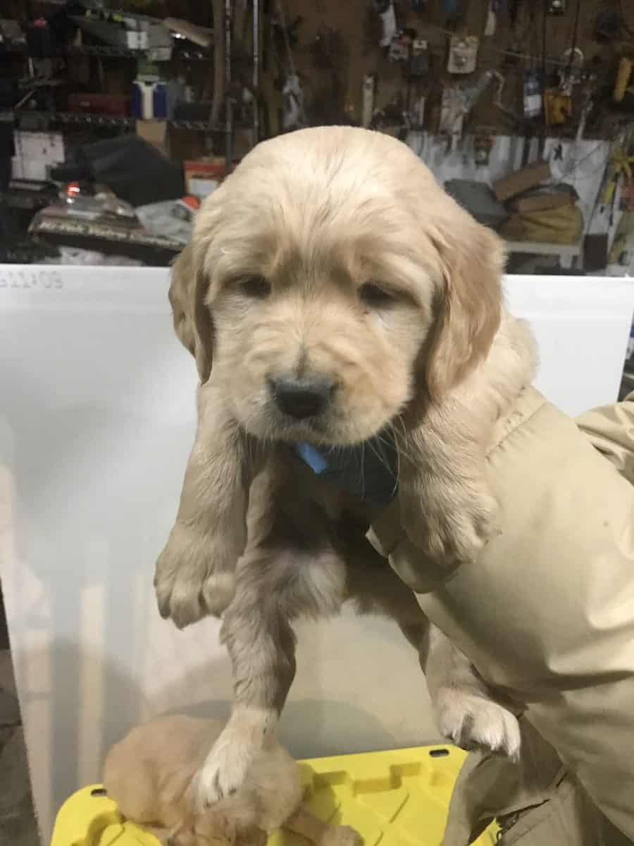 Fluffy golden retriever puppies image 2