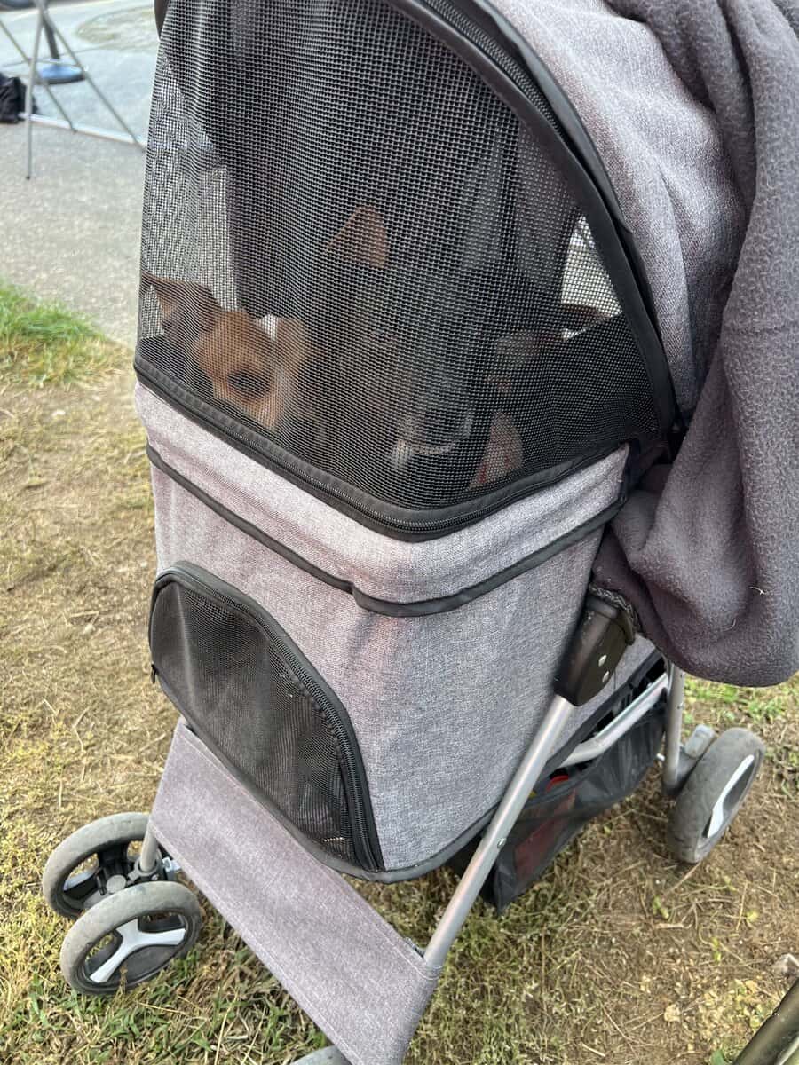 Chaweenie dogs image 3