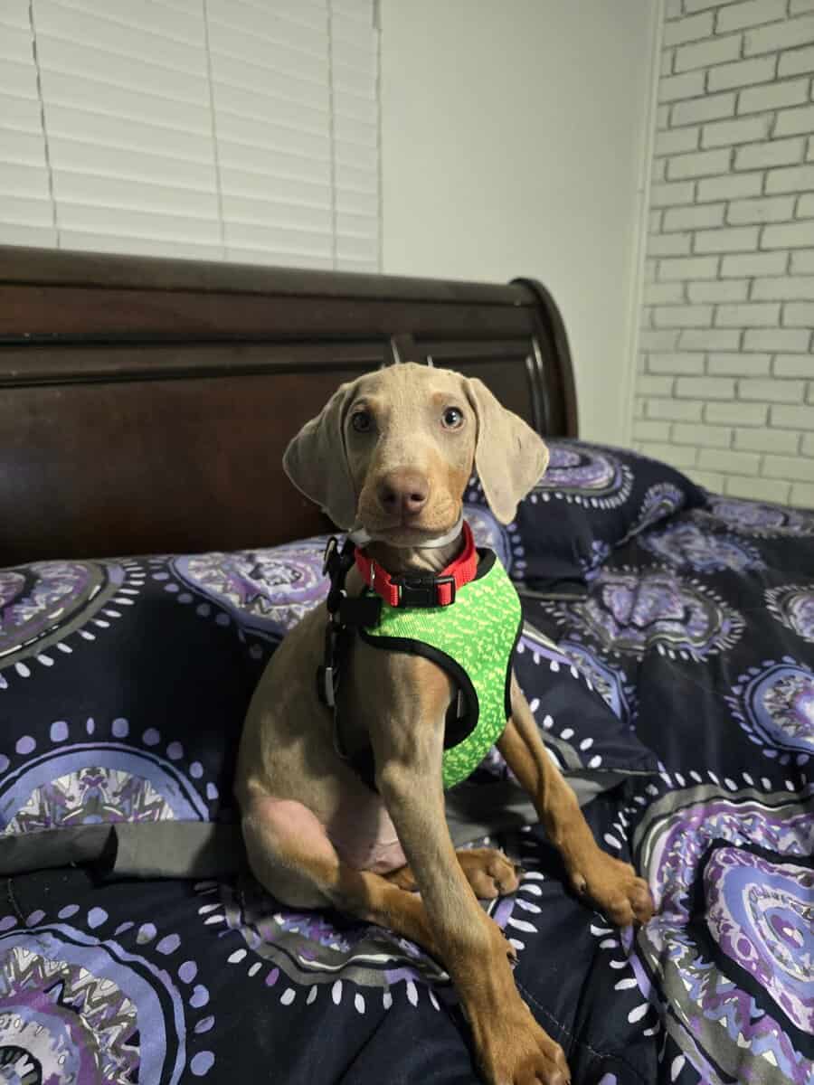 Weimaraner doberman image 1