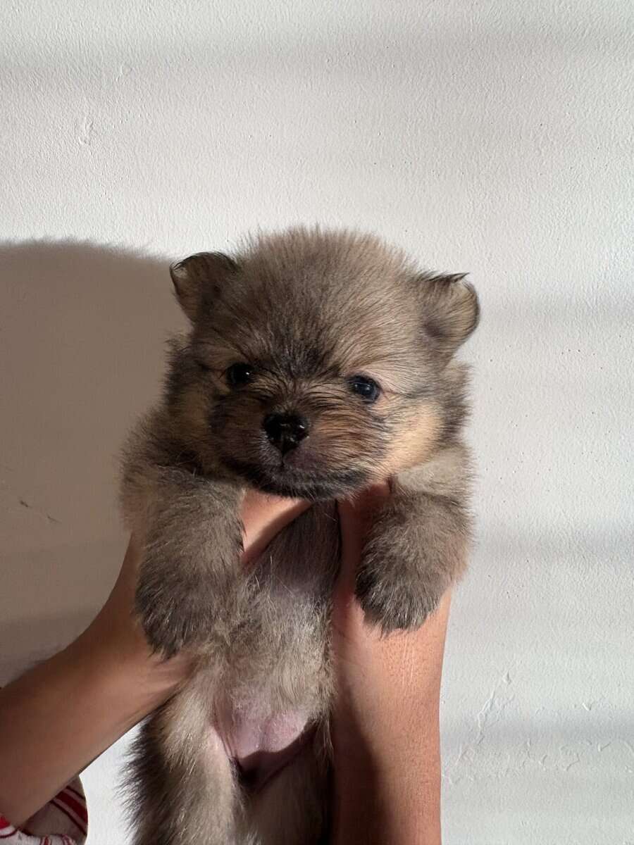 Pomeranian pups image 6