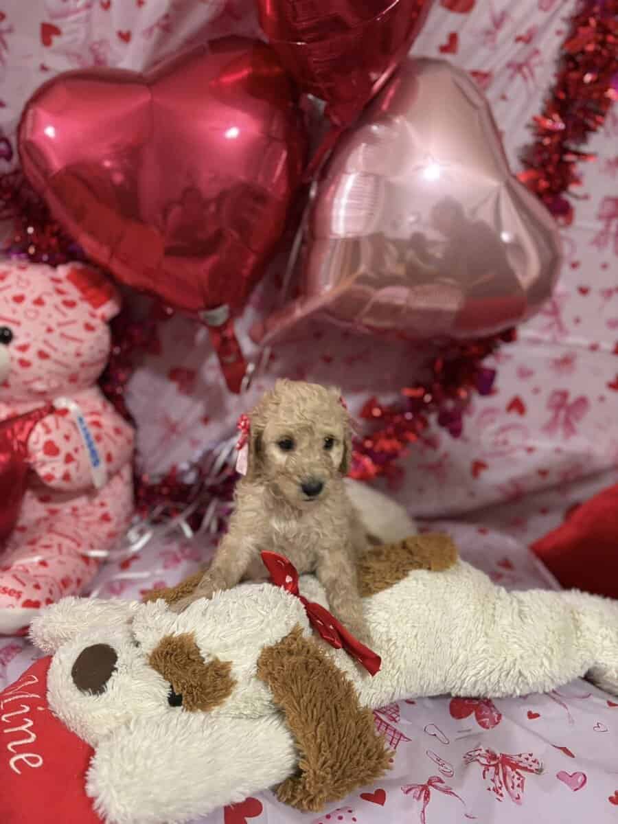 Goldendoodle Puippies image 11
