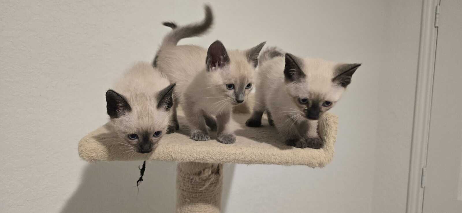Kitten image 3