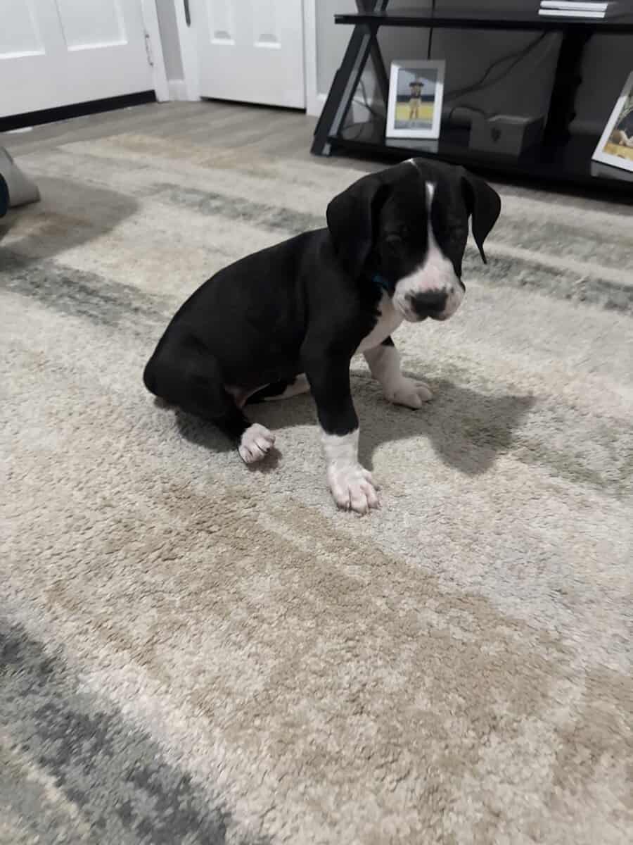 Male Great Dane puppy 7 weeks image 2