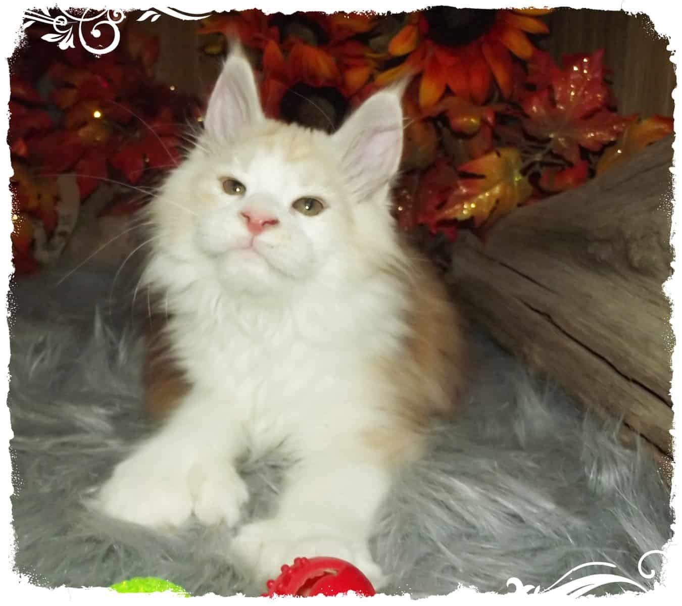 Maine Coon Kittens image 1