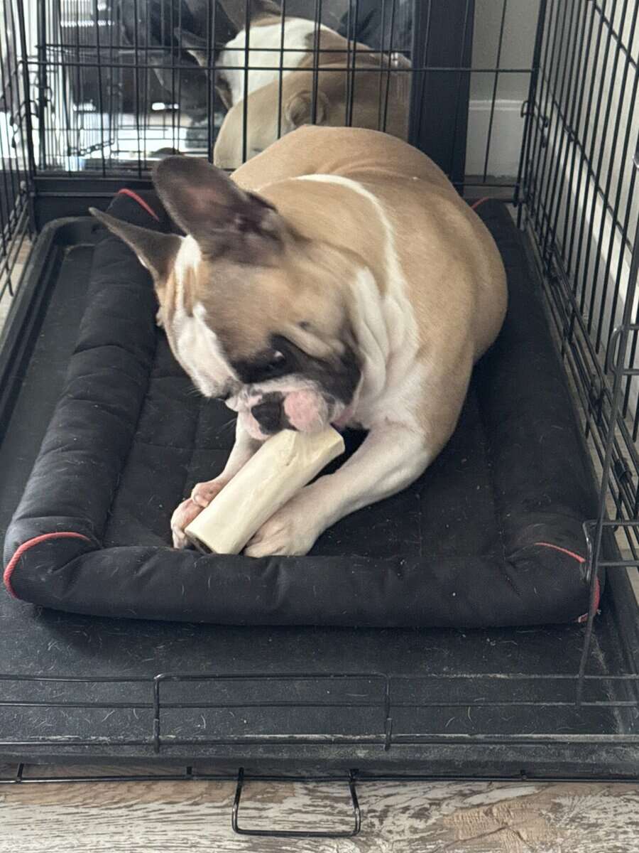 Male Frenchie 2.5 years old image 3