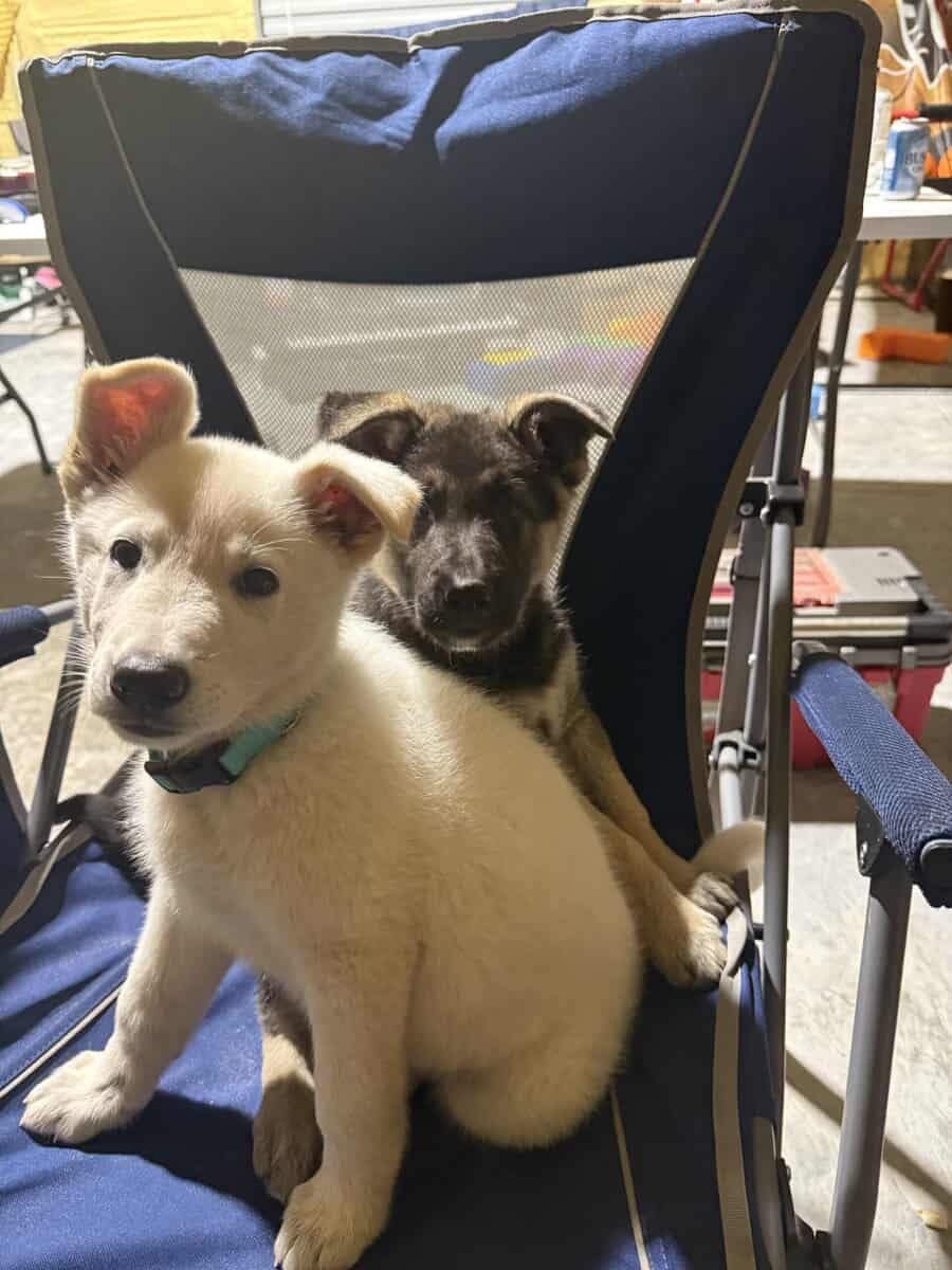 German Shepherd Puppies image 1