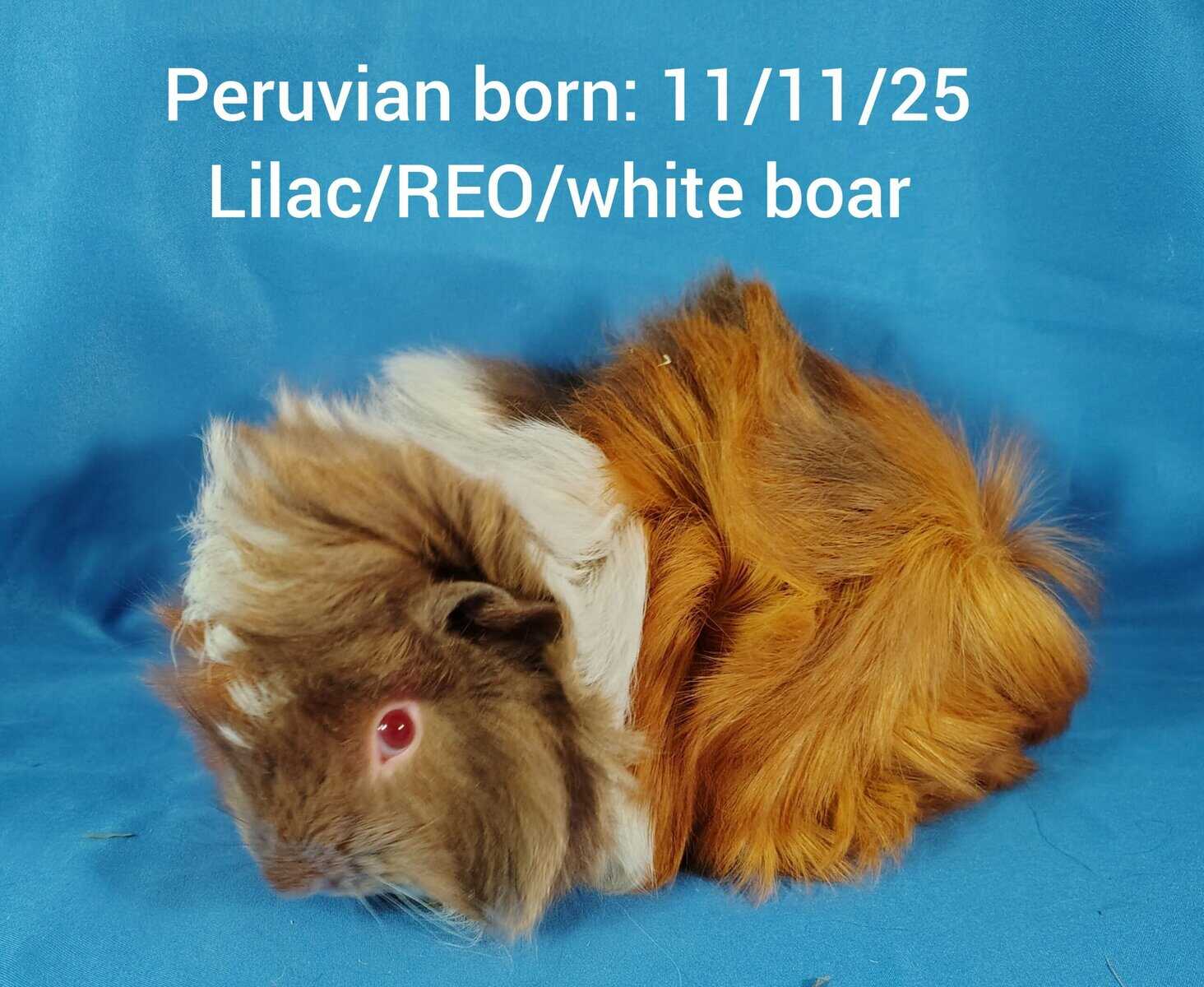 Guineapigs image 5