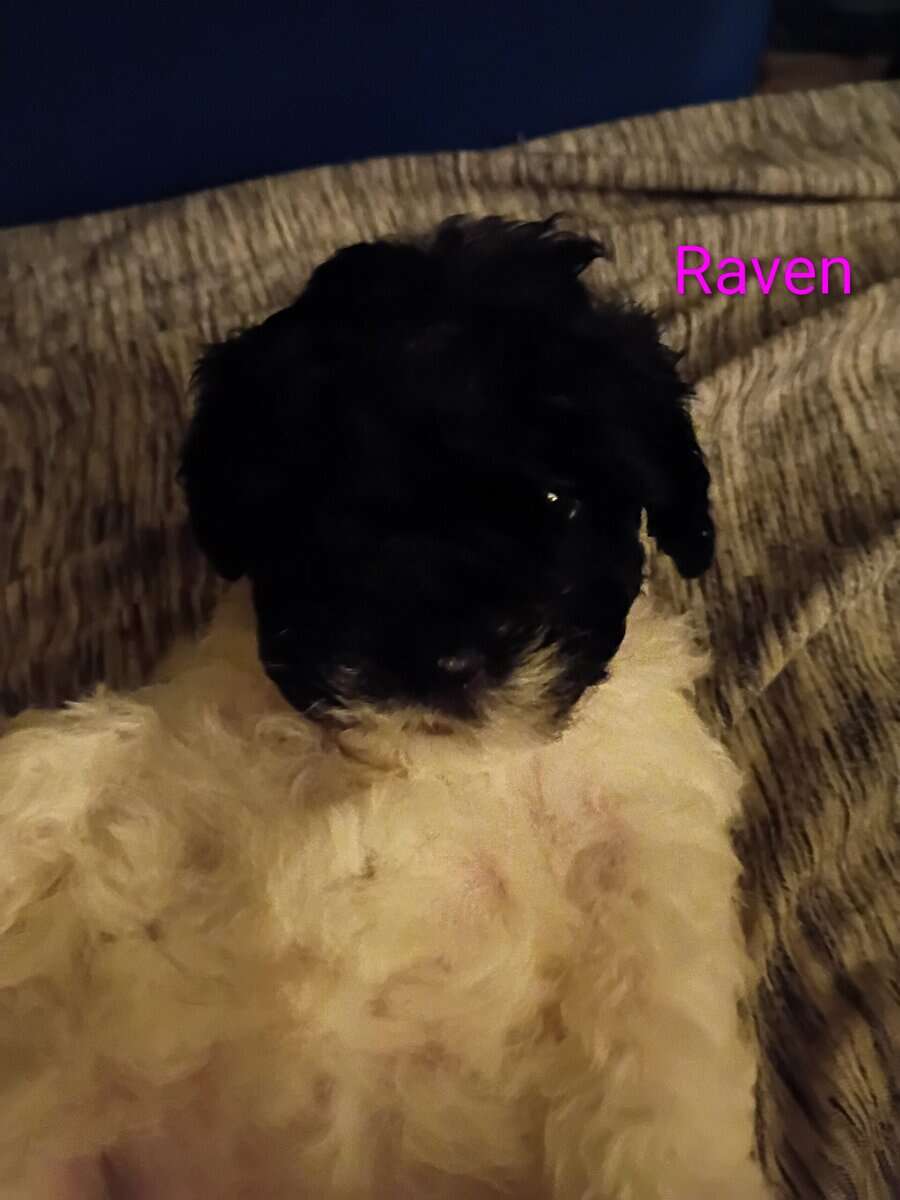 Maltipoo puppies image 1