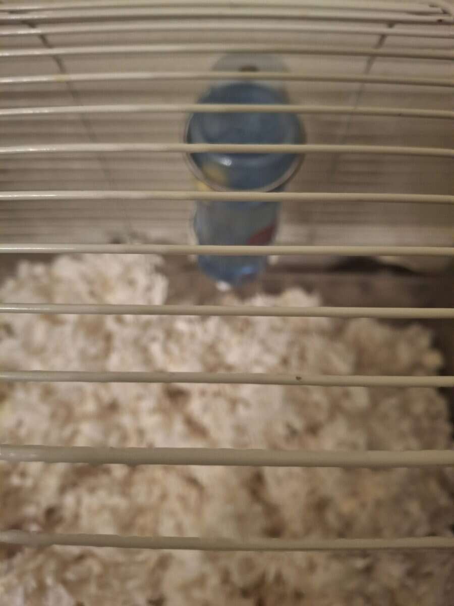 Cute rats and cage free to a loving home image 4