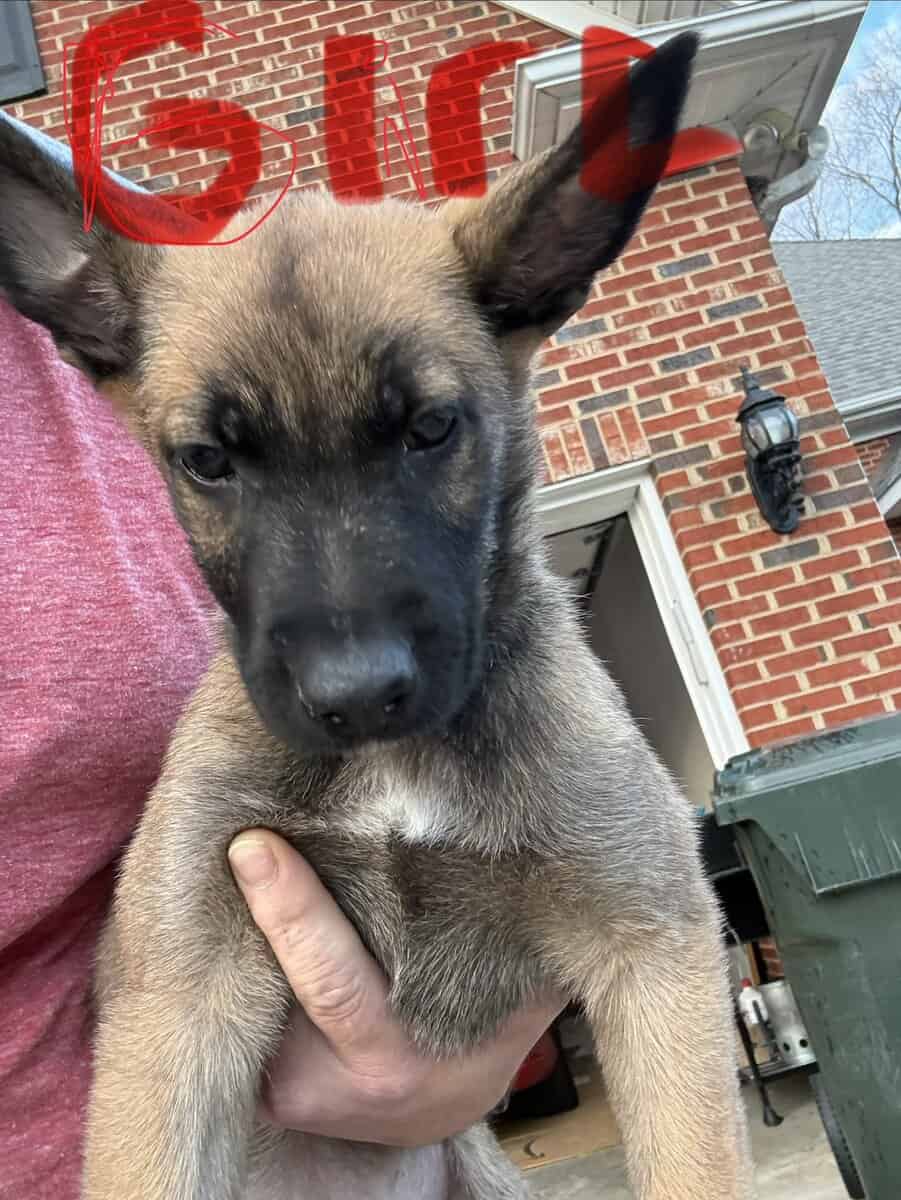 Belgian Malinios Puppies image 3