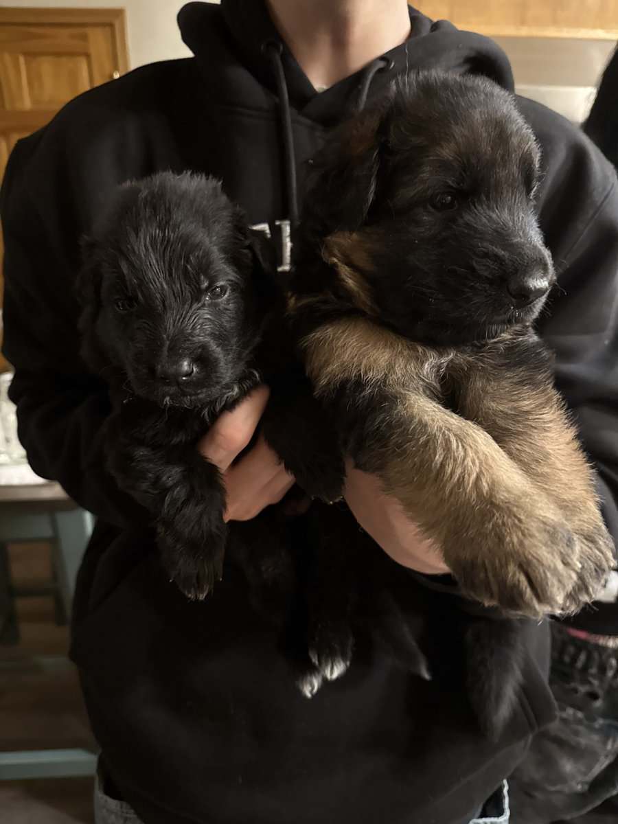 German Shepherds image 1