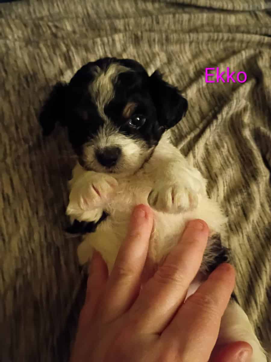 Maltipoo puppies image 3
