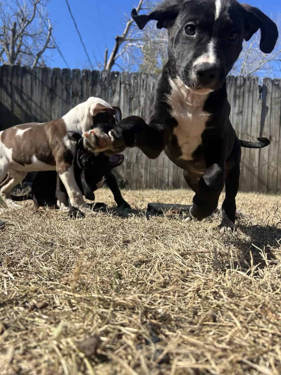 Pit & mix puppies image 4