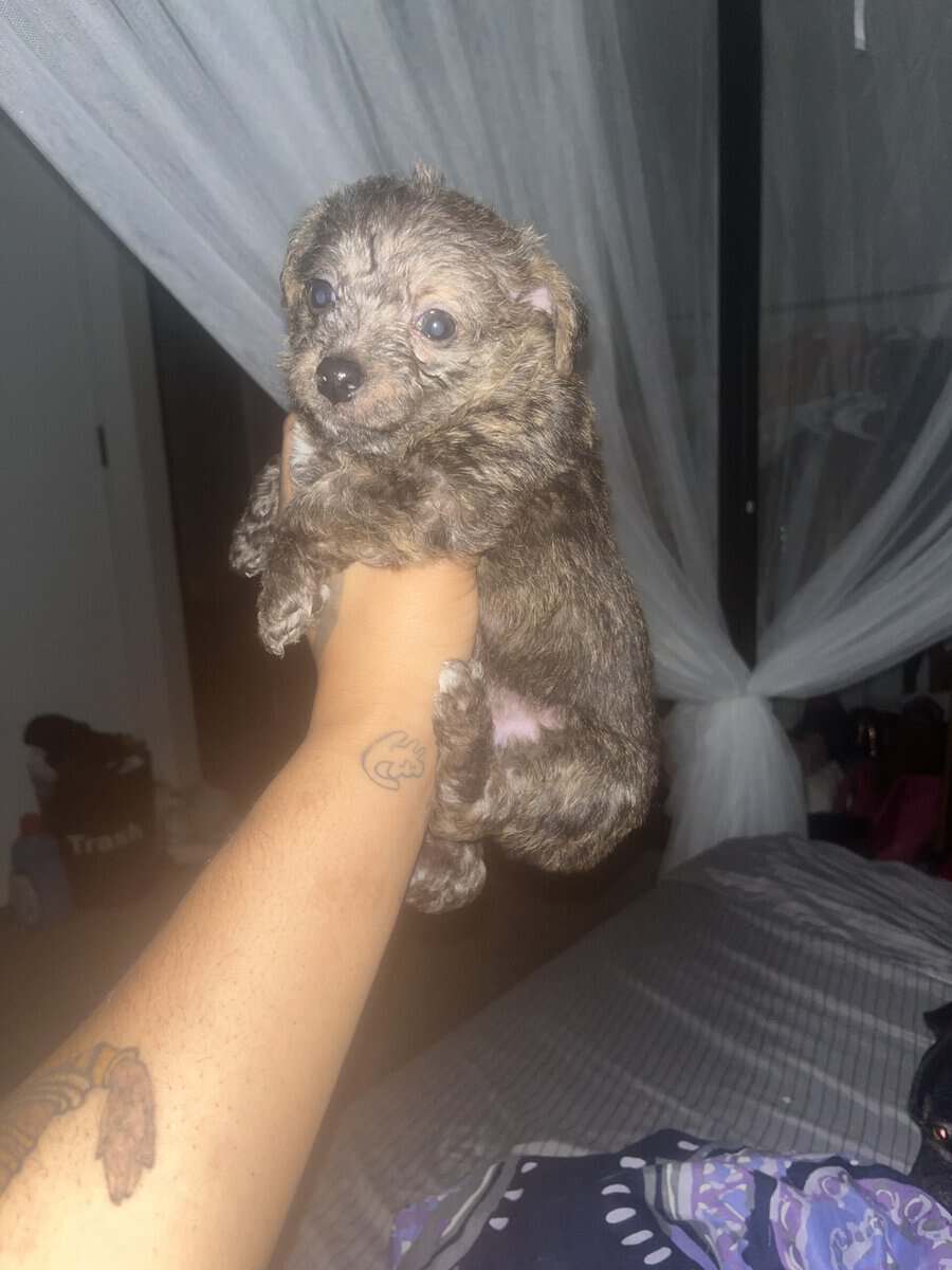Yorkiepoo / Chihuahua Mix Puppies image 4