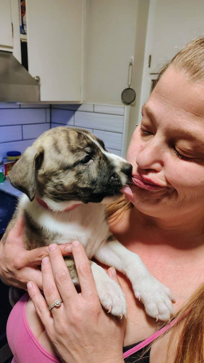 6 puppies image 8