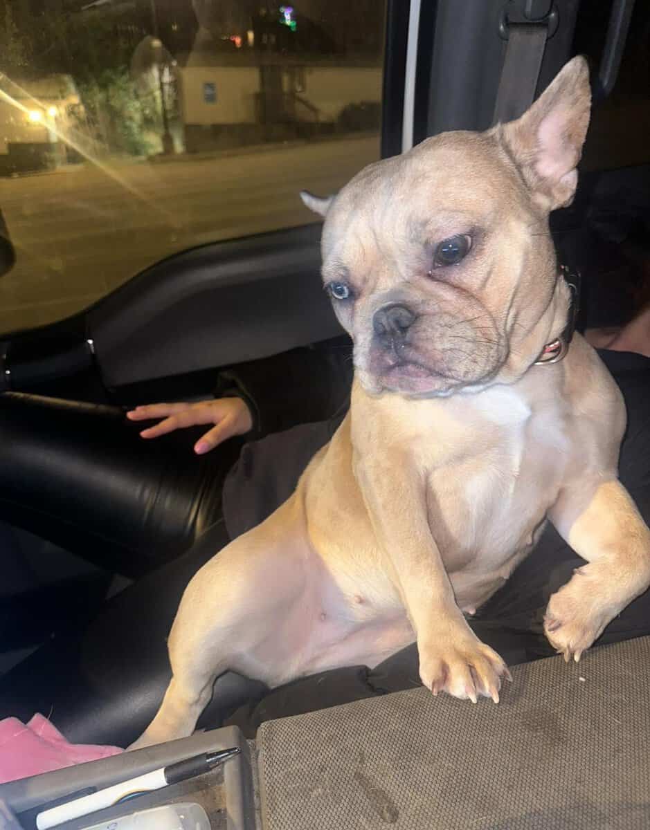 Selling our beautiful 3 year old French bulldog image 4