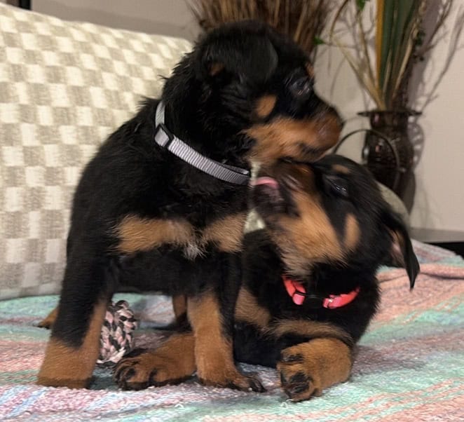 Ready AKC Rottweiler Puppies, no deposit image 7