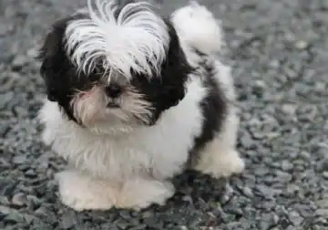 Shih-Tzu puppies