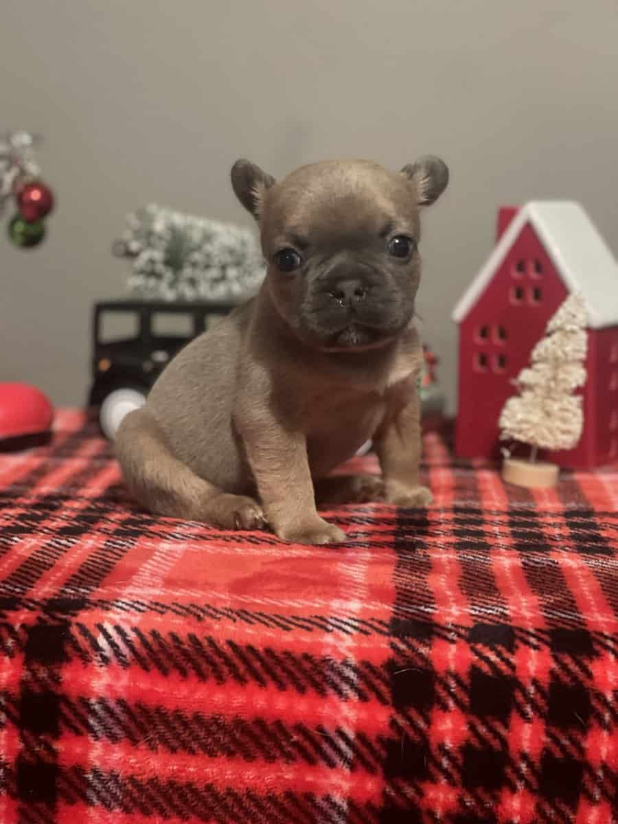 Puppy for sale image 1